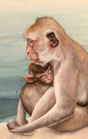 Indifferent Shores *