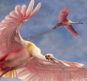 Skylarks - Limited edition print