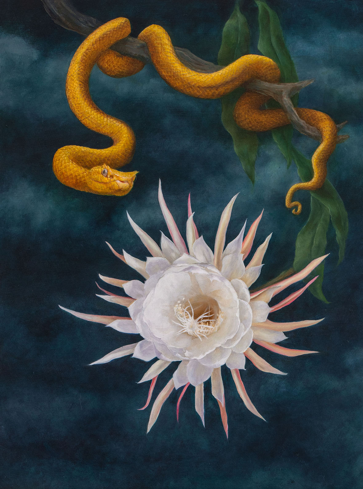 night queen plant and snakes Queen of the Night